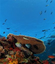From Komodo island in Indonesia. by Kristian Jaksch 